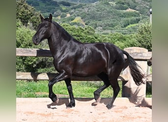 Menorquiner, Stute, 8 Jahre, 160 cm, Rappe