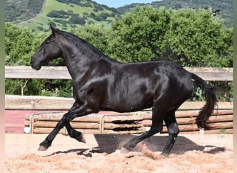 Menorquiner, Stute, 8 Jahre, 160 cm, Rappe