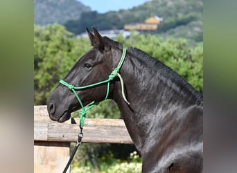Menorquiner, Stute, 8 Jahre, 160 cm, Rappe