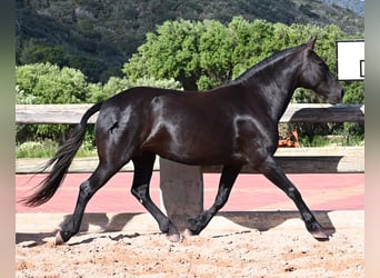 Menorquiner, Stute, 8 Jahre, 160 cm, Rappe