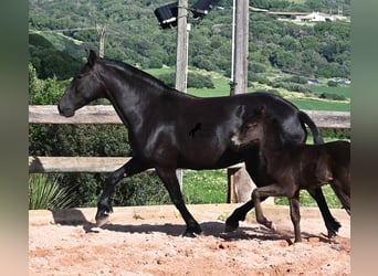 Menorquiner, Stute, 8 Jahre, 160 cm, Rappe