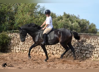 Menorquiner, Stute, 8 Jahre, 162 cm, Rappe