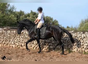Menorquiner, Stute, 8 Jahre, 162 cm, Rappe