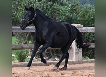 Menorquiner, Stute, 9 Jahre, 156 cm, Rappe