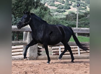 Menorquiner, Stute, 9 Jahre, 156 cm, Rappe Menorquiner, Stute, 9 Jahre, 156 cm, Rappe