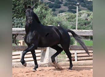 Menorquiner, Stute, 9 Jahre, 160 cm, Rappe