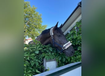 Menorquiner, Stute, 9 Jahre, 167 cm, Schwarzbrauner