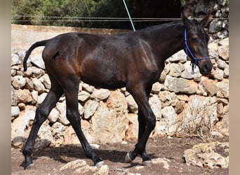 Menorquiner, Stute, Fohlen (02/2023), 155 cm, Rappe