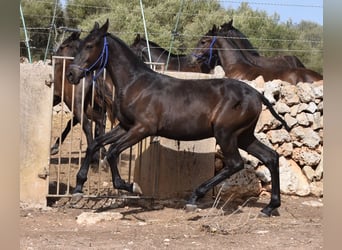 Menorquiner, Stute, Fohlen (02/2023), 155 cm, Rappe