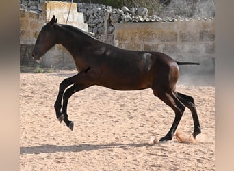 Menorquiner, Stute, Fohlen (03/2025), 160 cm, Rappe