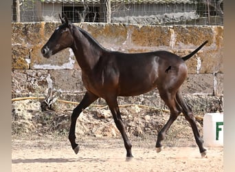 Menorquiner, Stute, Fohlen (03/2025), 160 cm, Rappe