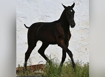 Menorquiner, Stute, Fohlen (03/2025), 160 cm, Rappe