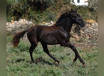Menorquiner, Stute, Fohlen (02/2023), 160 cm, Rappe