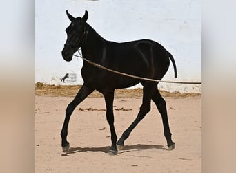 Menorquiner, Stute, Fohlen (02/2025), 162 cm, Rappe