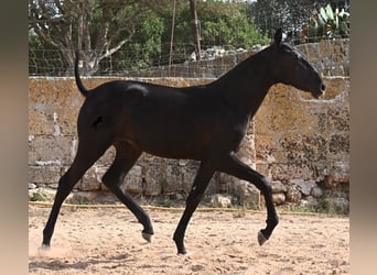 Menorquiner, Stute, Fohlen (02/2025), 162 cm, Rappe