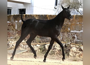 Menorquiner, Stute, Fohlen (02/2025), 162 cm, Rappe