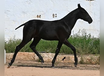 Menorquiner, Stute, Fohlen (02/2025), 162 cm, Rappe