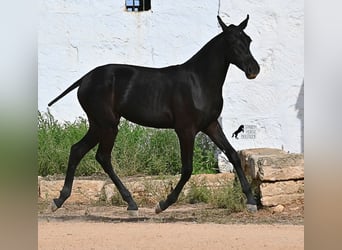 Menorquiner, Stute, Fohlen (02/2025), 162 cm, Rappe
