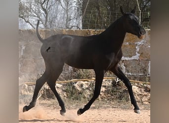 Menorquiner, Stute, Fohlen (02/2025), 162 cm, Rappe