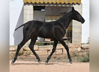 Menorquiner, Stute, Fohlen (02/2025), 162 cm, Rappe