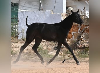 Menorquiner, Stute, Fohlen (02/2025), 162 cm, Rappe
