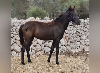 Menorquiner, Stute, Fohlen (02/2023), 164 cm, Rappe