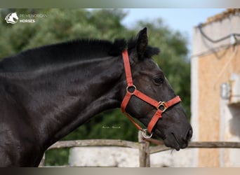 Menorquiner, Stute, Fohlen (01/2023), 164 cm, Rappe