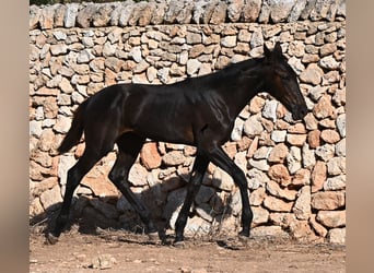 Menorquiner, Stute, Fohlen (04/2026), 165 cm, Rappe