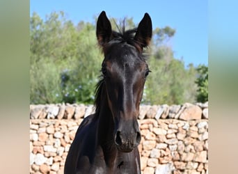 Menorquiner, Stute, Fohlen (04/2026), 165 cm, Rappe
