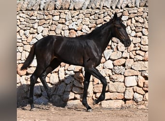 Menorquiner, Stute, Fohlen (04/2026), 165 cm, Rappe