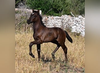 Menorquiner, Stute, , 165 cm, Rappe