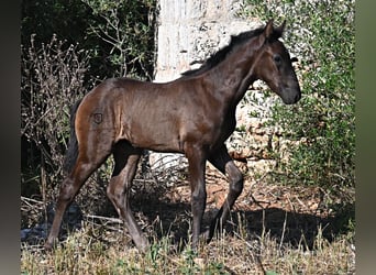 Menorquiner, Stute, , 165 cm, Rappe