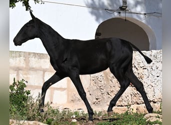 Menorquiner, Stute, Fohlen (03/2025), 165 cm, Rappe