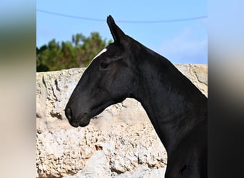 Menorquiner, Stute, Fohlen (03/2025), 165 cm, Rappe