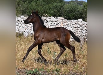 Menorquiner, Stute, , 165 cm, Rappe