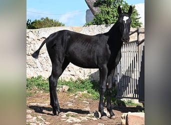 Menorquiner, Stute, Fohlen (03/2025), 165 cm, Rappe