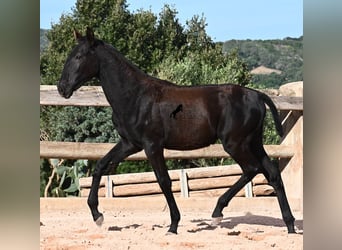 Menorquiner, Stute, Fohlen (02/2025), 168 cm, Rappe