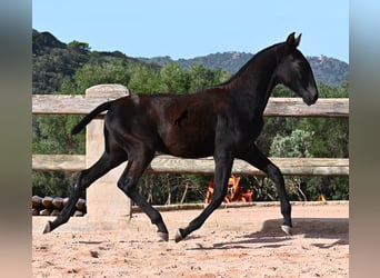 Menorquiner, Stute, Fohlen (02/2025), 168 cm, Rappe