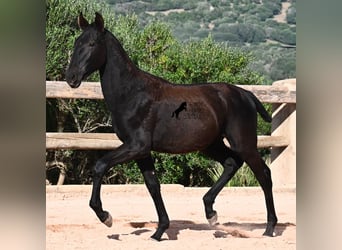 Menorquiner, Stute, Fohlen (02/2025), 168 cm, Rappe