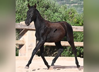 Menorquiner, Stute, Fohlen (02/2025), 168 cm, Rappe
