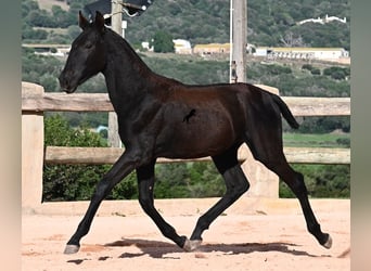 Menorquiner, Stute, Fohlen (02/2025), 168 cm, Rappe