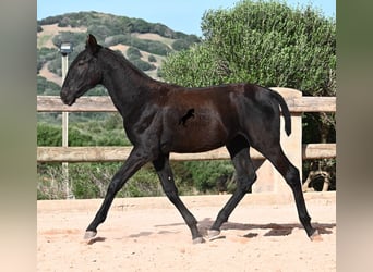 Menorquiner, Stute, Fohlen (02/2025), 168 cm, Rappe