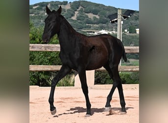 Menorquiner, Stute, Fohlen (02/2025), 168 cm, Rappe
