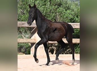 Menorquiner, Stute, Fohlen (02/2025), 168 cm, Rappe