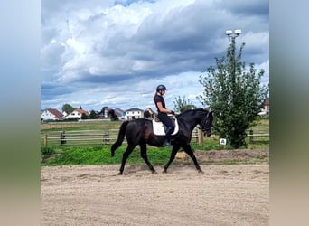 Menorquiner, Wallach, 14 Jahre, 155 cm, Rappe