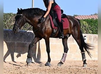 Menorquiner, Wallach, 14 Jahre, 159 cm, Rappe