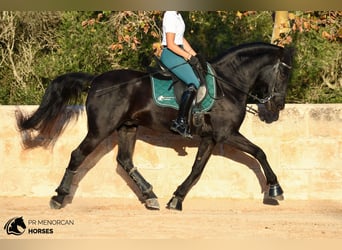 Menorquiner, Wallach, 14 Jahre, 160 cm, Rappe
