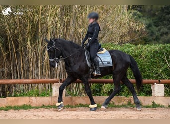 Menorquiner, Wallach, 17 Jahre, 165 cm, Rappe