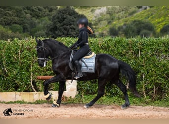 Menorquiner, Wallach, 17 Jahre, 165 cm, Rappe