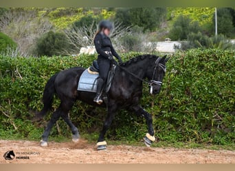 Menorquiner, Wallach, 17 Jahre, 165 cm, Rappe